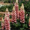 wf_lupine_russel.jpg